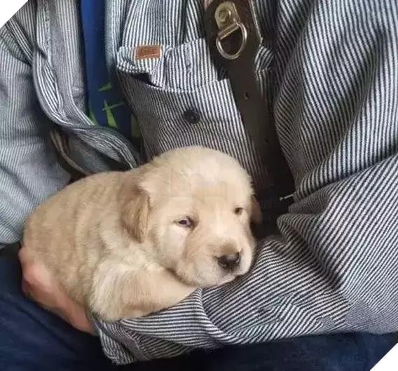 7 đứa con mất trong đám lửa, chó mẹ đau khổ không thiết ăn uống! Không ngờ chủ nhân đã tìm được con cho nó… 2