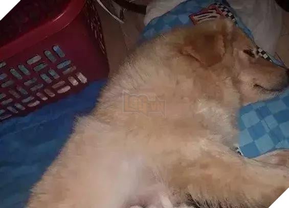 7 đứa con mất trong đám lửa, chó mẹ đau khổ không thiết ăn uống! Không ngờ chủ nhân đã tìm được con cho nó… 3