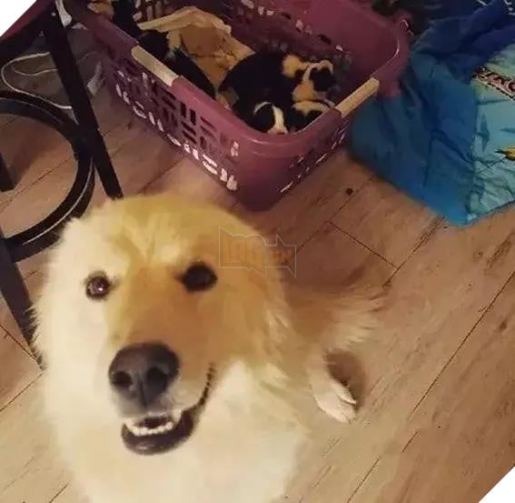 7 đứa con mất trong đám lửa, chó mẹ đau khổ không thiết ăn uống! Không ngờ chủ nhân đã tìm được con cho nó… 4