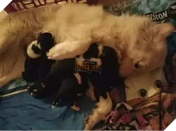 7 đứa con mất trong đám lửa, chó mẹ đau khổ không thiết ăn uống! Không ngờ chủ nhân đã tìm được con cho nó… 5