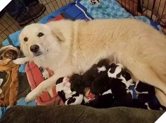 7 đứa con mất trong đám lửa, chó mẹ đau khổ không thiết ăn uống! Không ngờ chủ nhân đã tìm được con cho nó… 6