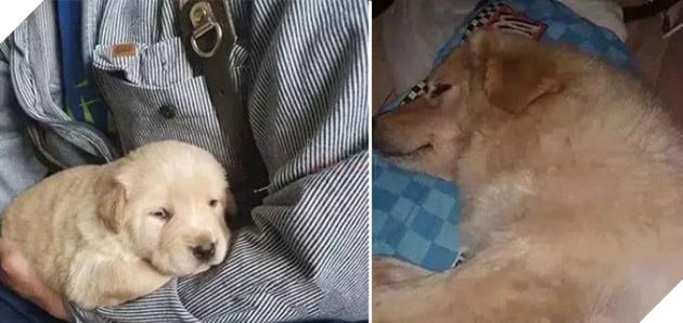 7 đứa con mất trong đám lửa, chó mẹ đau khổ không thiết ăn uống! Không ngờ chủ nhân đã tìm được con cho nó…