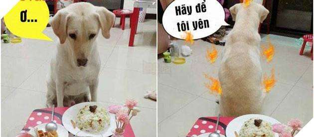 Chú chó hờn dỗi sau khi nhìn bàn ăn mà chủ cất công chuẩn bị cầu kỳ