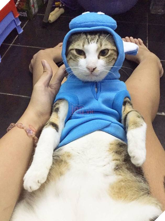 Đơn tố cáo của cô gái trẻ sau khi bị 4 con mèo và 3 con chó chiếm mất bố - Ảnh 5. Đơn tố cáo của cô gái trẻ sau khi bị 4 con mèo và 3 con chó chiếm mất bố - Ảnh 5.
