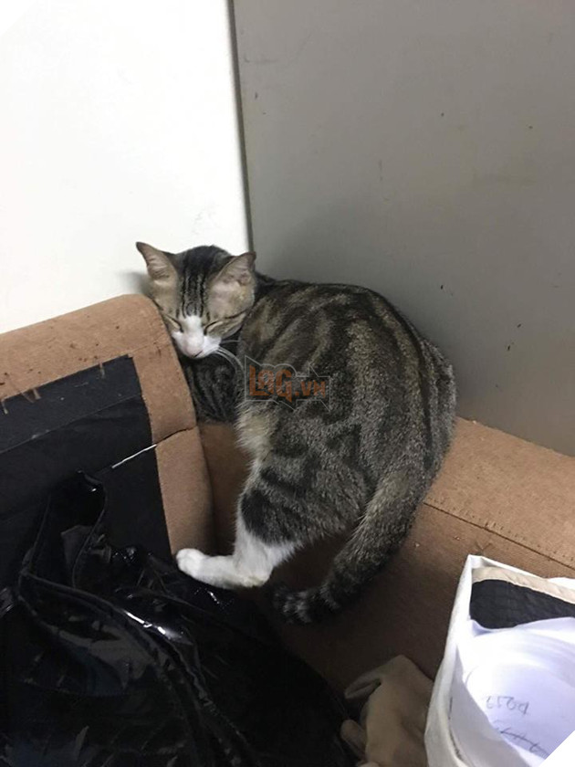 Đơn tố cáo của cô gái trẻ sau khi bị 4 con mèo và 3 con chó chiếm mất bố - Ảnh 6. Đơn tố cáo của cô gái trẻ sau khi bị 4 con mèo và 3 con chó chiếm mất bố - Ảnh 6.