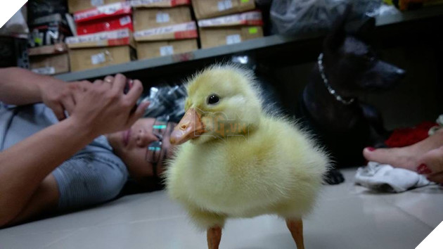 Mua trứng ngỗng lộn về quên không luộc, cô gái tự dưng có thêm con boss lầy lội - Ảnh 6. Mua trứng ngỗng lộn về quên không luộc, cô gái tự dưng có thêm con boss lầy lội - Ảnh 6.