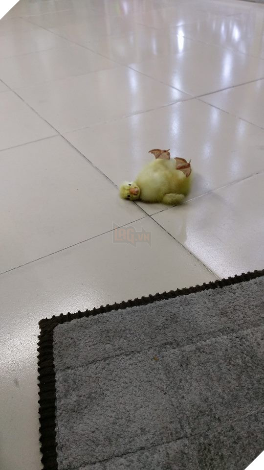 Mua trứng ngỗng lộn về quên không luộc, cô gái tự dưng có thêm con boss lầy lội - Ảnh 5. Mua trứng ngỗng lộn về quên không luộc, cô gái tự dưng có thêm con boss lầy lội - Ảnh 5.