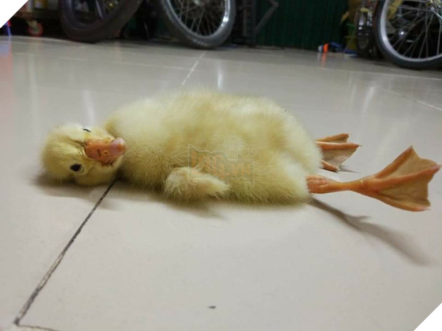Mua trứng ngỗng lộn về quên không luộc, cô gái tự dưng có thêm con boss lầy lội - Ảnh 4. Mua trứng ngỗng lộn về quên không luộc, cô gái tự dưng có thêm con boss lầy lội - Ảnh 4.