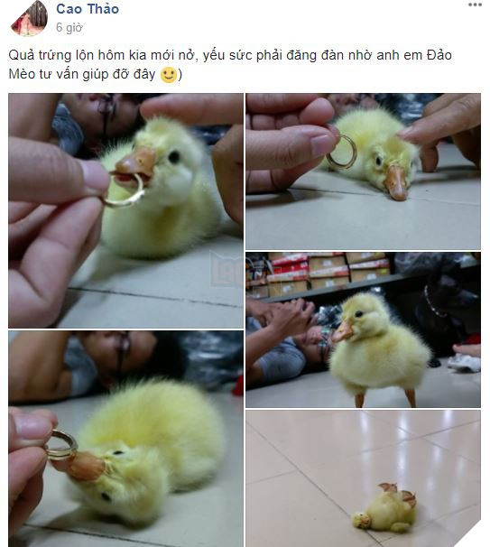 Mua trứng ngỗng lộn về quên không luộc, cô gái tự dưng có thêm con boss lầy lội - Ảnh 1. Mua trứng ngỗng lộn về quên không luộc, cô gái tự dưng có thêm con boss lầy lội - Ảnh 1.