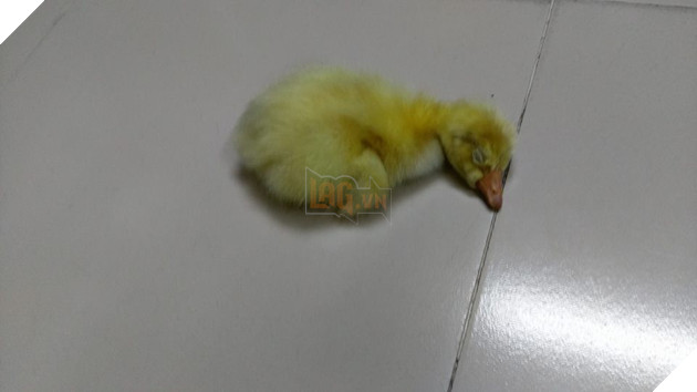 Mua trứng ngỗng lộn về quên không luộc, cô gái tự dưng có thêm con boss lầy lội - Ảnh 7. Mua trứng ngỗng lộn về quên không luộc, cô gái tự dưng có thêm con boss lầy lội - Ảnh 7.
