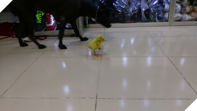Mua trứng ngỗng lộn về quên không luộc, cô gái tự dưng có thêm con boss lầy lội - Ảnh 2. Mua trứng ngỗng lộn về quên không luộc, cô gái tự dưng có thêm con boss lầy lội - Ảnh 2.