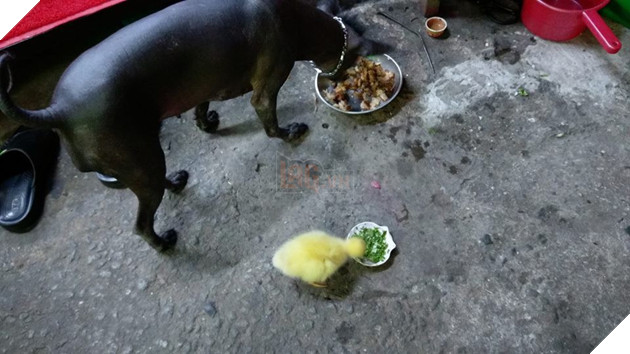 Mua trứng ngỗng lộn về quên không luộc, cô gái tự dưng có thêm con boss lầy lội - Ảnh 3. Mua trứng ngỗng lộn về quên không luộc, cô gái tự dưng có thêm con boss lầy lội - Ảnh 3.