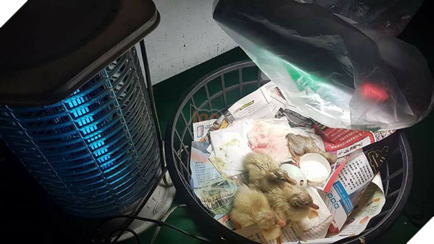Mua trứng ngỗng lộn về quên không luộc, cô gái tự dưng có thêm con boss lầy lội - Ảnh 8. Mua trứng ngỗng lộn về quên không luộc, cô gái tự dưng có thêm con boss lầy lội - Ảnh 8.