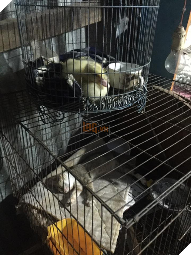 Mua trứng ngỗng lộn về quên không luộc, cô gái tự dưng có thêm con boss lầy lội - Ảnh 9. Mua trứng ngỗng lộn về quên không luộc, cô gái tự dưng có thêm con boss lầy lội - Ảnh 9.