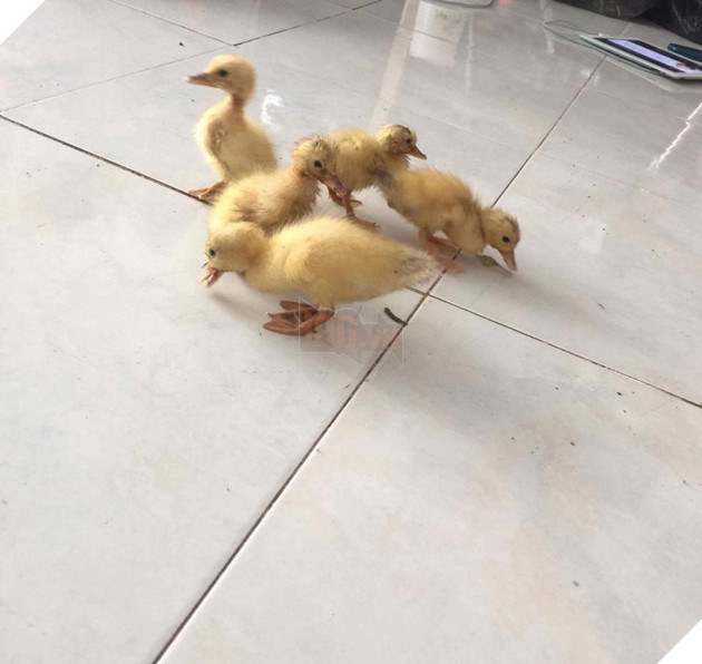 Mua trứng ngỗng lộn về quên không luộc, cô gái tự dưng có thêm con boss lầy lội - Ảnh 11. Mua trứng ngỗng lộn về quên không luộc, cô gái tự dưng có thêm con boss lầy lội - Ảnh 11.