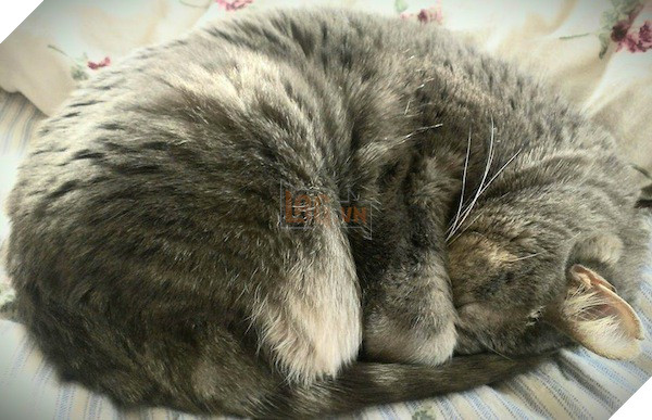 Lũ mèo ngủ gần như mọi lúc mọi nơi và đây là lý do - Ảnh 2.