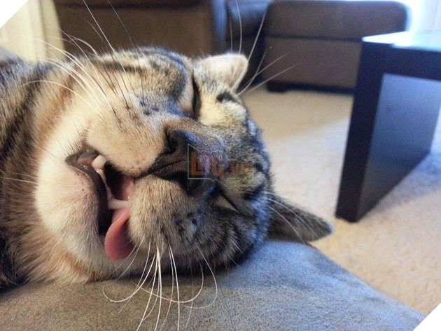 Lũ mèo ngủ gần như mọi lúc mọi nơi và đây là lý do - Ảnh 1.