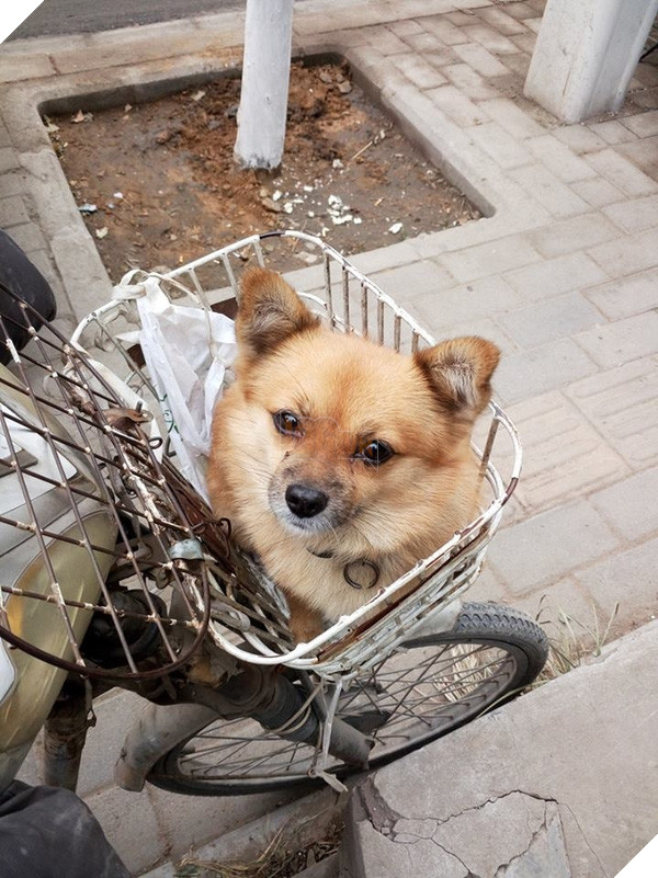 Tròn mắt với chú chó bảo vệ đồ cho chủ “Chất nhất quả đất”