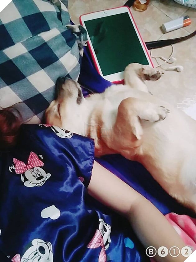 Lạnh lắm rồi, mấy con boss nhất quyết lên giường ăn ngủ cùng sen cho ấm - Ảnh 2.