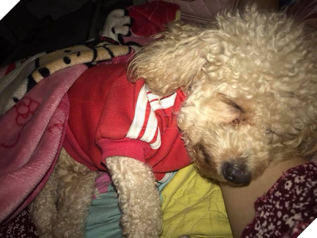 Lạnh lắm rồi, mấy con boss nhất quyết lên giường ăn ngủ cùng sen cho ấm - Ảnh 12.