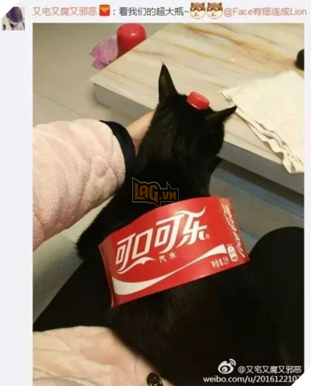 Dân tình đang đổ xô biến thú cưng thành chai nước ngọt trên mạng xã hội - Ảnh 13.