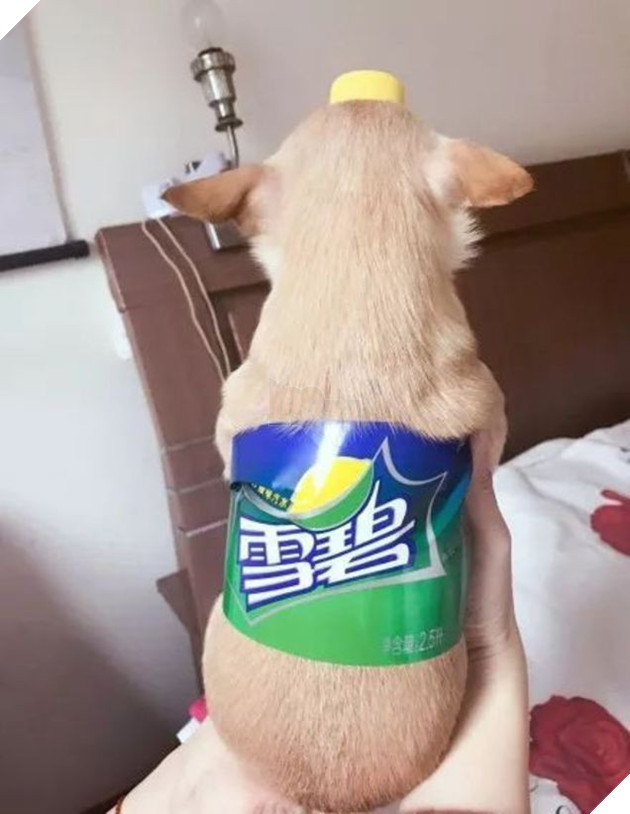 Dân tình đang đổ xô biến thú cưng thành chai nước ngọt trên mạng xã hội - Ảnh 1.