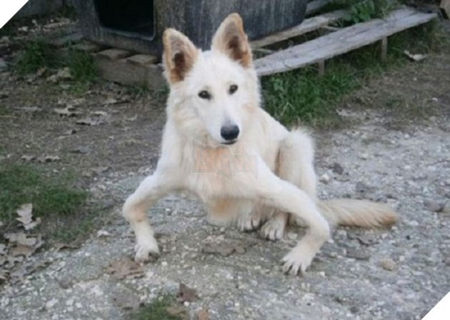 Series những con boss chân chữ O sủa to phải biết của cư dân mạng Việt Nam - Ảnh 4.