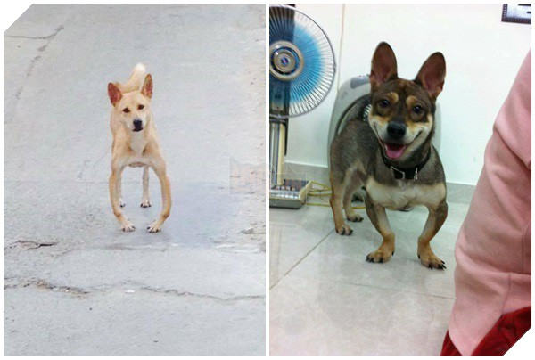 Series những con boss chân chữ O sủa to phải biết của cư dân mạng Việt Nam - Ảnh 8.