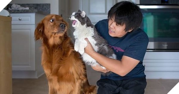 Chân dung 16 chú chó tội nghiệp bị lũ mèo gian ác bắt nạt