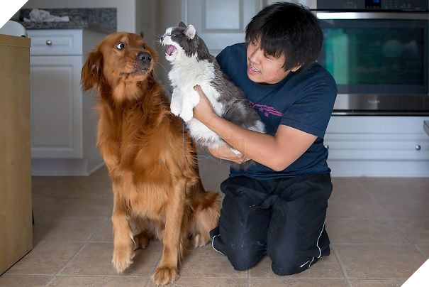 Chân dung 16 chú chó tội nghiệp bị lũ mèo gian ác bắt nạt - Ảnh 15.