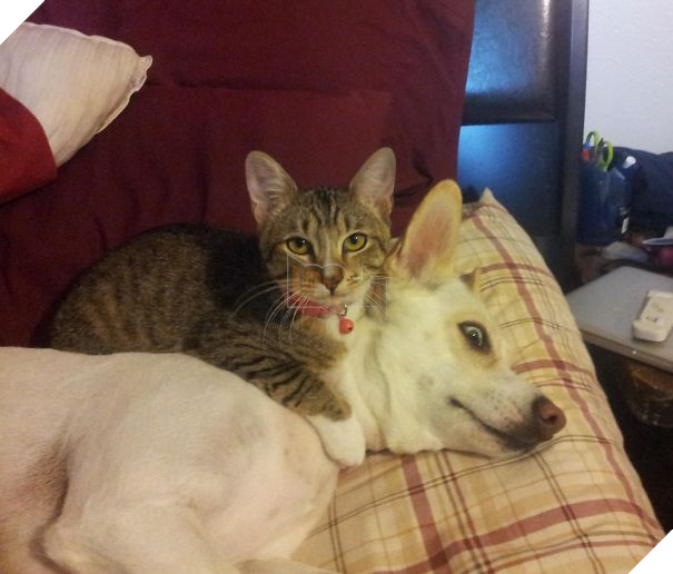 Chân dung 16 chú chó tội nghiệp bị lũ mèo gian ác bắt nạt - Ảnh 17.