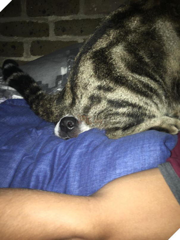 Chân dung 16 chú chó tội nghiệp bị lũ mèo gian ác bắt nạt - Ảnh 25.