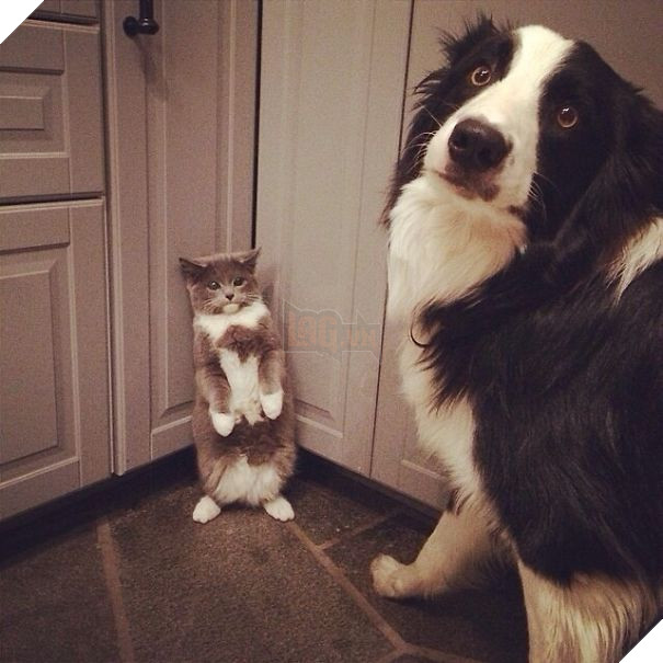 Chân dung 16 chú chó tội nghiệp bị lũ mèo gian ác bắt nạt - Ảnh 19.