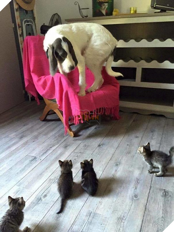 Chân dung 16 chú chó tội nghiệp bị lũ mèo gian ác bắt nạt - Ảnh 11.