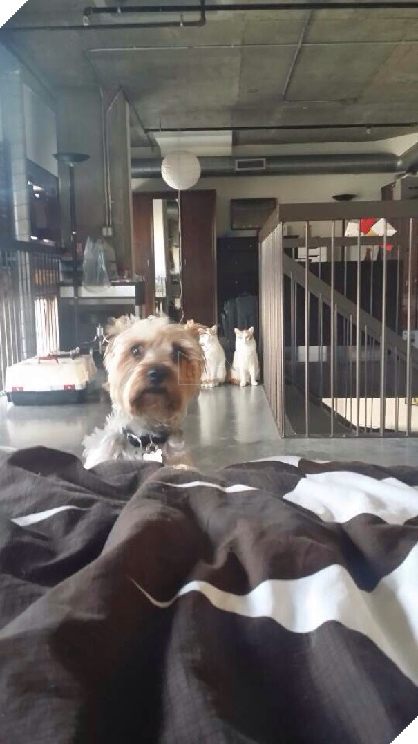 Chân dung 16 chú chó tội nghiệp bị lũ mèo gian ác bắt nạt - Ảnh 27.