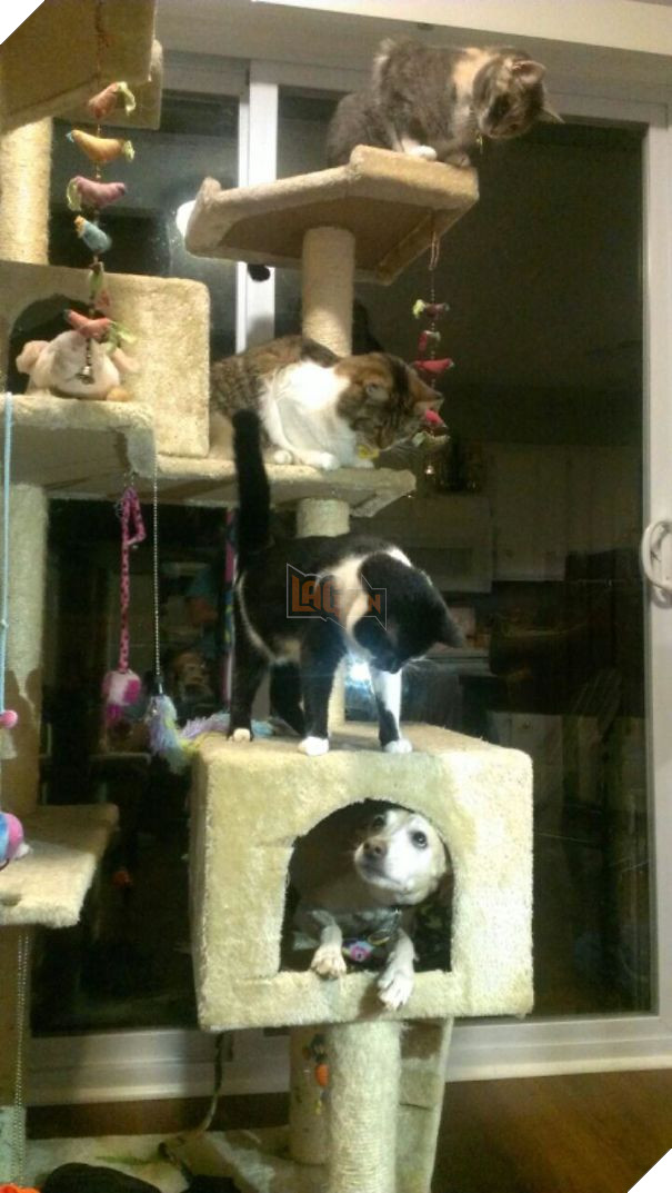 Chân dung 16 chú chó tội nghiệp bị lũ mèo gian ác bắt nạt - Ảnh 31.