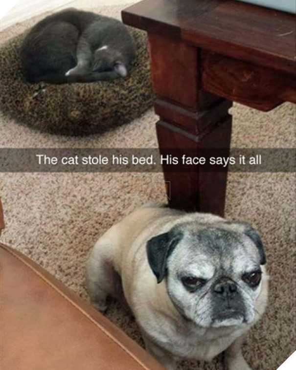 Chân dung 16 chú chó tội nghiệp bị lũ mèo gian ác bắt nạt - Ảnh 21.