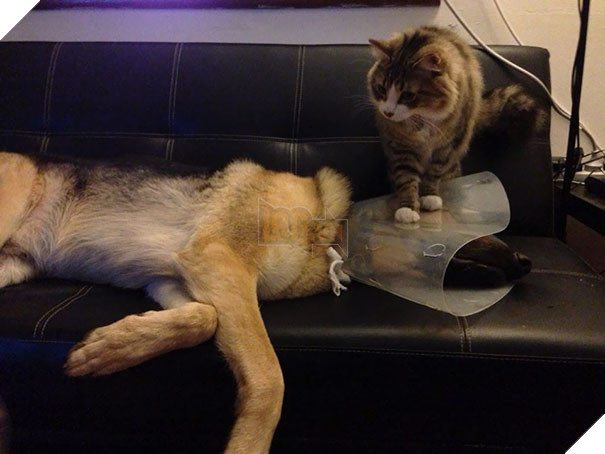 Chân dung 16 chú chó tội nghiệp bị lũ mèo gian ác bắt nạt - Ảnh 23.