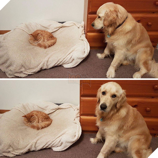 Chân dung 16 chú chó tội nghiệp bị lũ mèo gian ác bắt nạt - Ảnh 7.