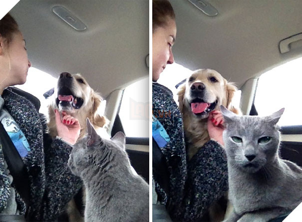 Chân dung 16 chú chó tội nghiệp bị lũ mèo gian ác bắt nạt - Ảnh 5.