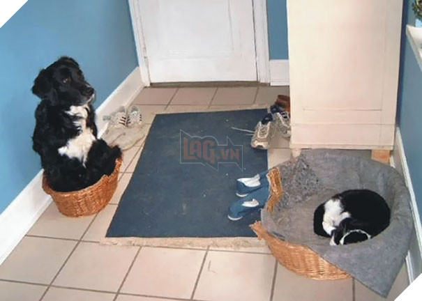 Chân dung 16 chú chó tội nghiệp bị lũ mèo gian ác bắt nạt - Ảnh 13.