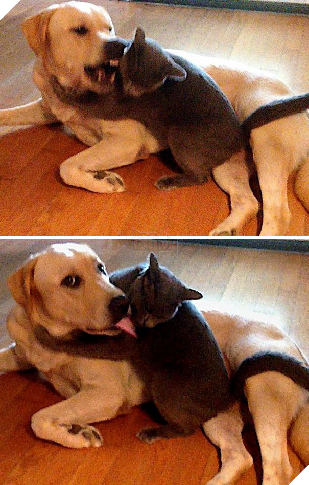 Chân dung 16 chú chó tội nghiệp bị lũ mèo gian ác bắt nạt - Ảnh 3.