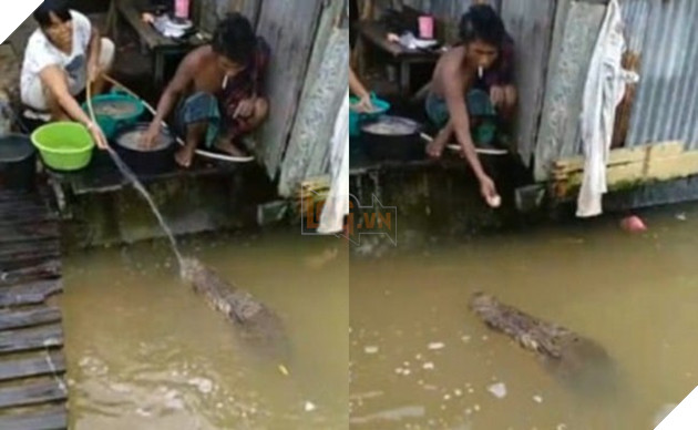 Cá sấu dài hơn 4m bơi vào tận nhà dân xin ăn, ăn no lại bơi đi mất - Ảnh 2.