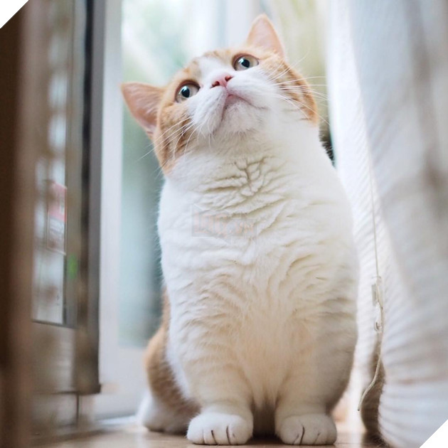 Cả thế giới ra mà xem cặp mèo chân ngắn một mẩu đốn tim cư dân mạng - Ảnh 11. Cả thế giới ra mà xem cặp mèo chân ngắn một mẩu đốn tim cư dân mạng - Ảnh 11.