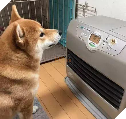 12 cách giữ ấm ‘quái chiêu’ của các chú chó khiến bạn dở khóc dở cười, #5 có một cảm giác gọi là ‘chị hiểu em rất lạnh!’