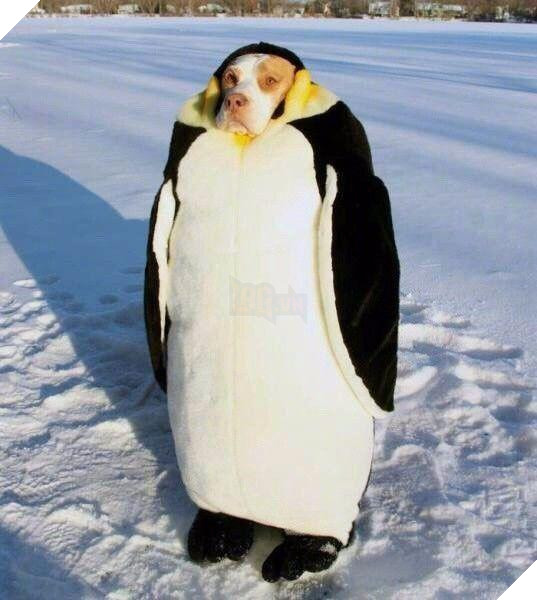 12 cách giữ ấm ‘quái chiêu’ của các chú chó khiến bạn dở khóc dở cười, #5 có một cảm giác gọi là ‘chị hiểu em rất lạnh!’ 6