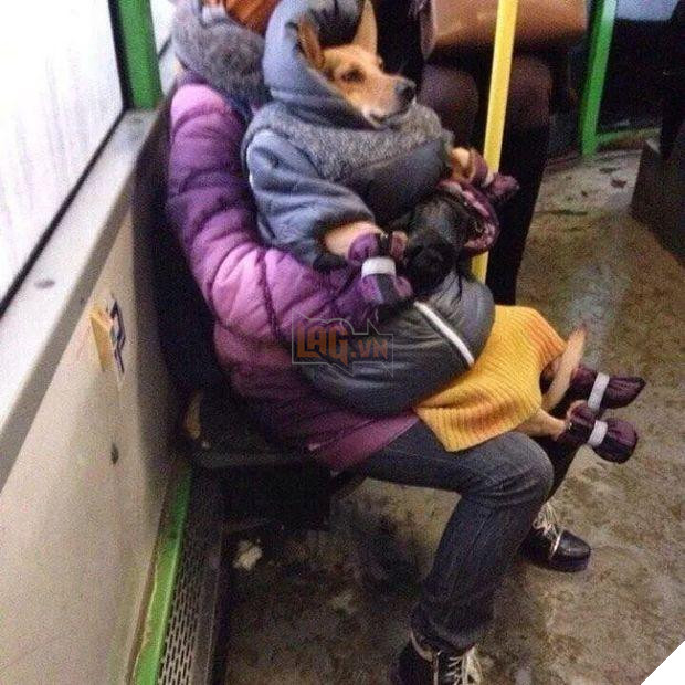 12 cách giữ ấm ‘quái chiêu’ của các chú chó khiến bạn dở khóc dở cười, #5 có một cảm giác gọi là ‘chị hiểu em rất lạnh!’ 5