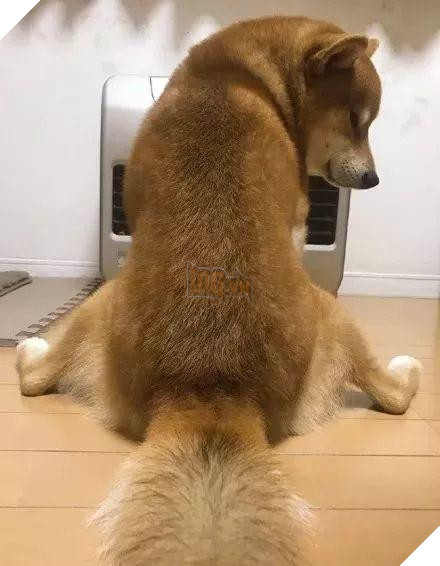 12 cách giữ ấm ‘quái chiêu’ của các chú chó khiến bạn dở khóc dở cười, #5 có một cảm giác gọi là ‘chị hiểu em rất lạnh!’ 4