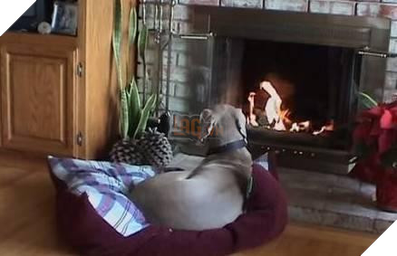 12 cách giữ ấm ‘quái chiêu’ của các chú chó khiến bạn dở khóc dở cười, #5 có một cảm giác gọi là ‘chị hiểu em rất lạnh!’ 2