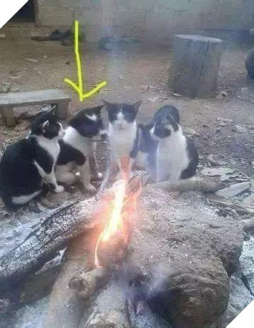 12 cách giữ ấm ‘quái chiêu’ của các chú chó khiến bạn dở khóc dở cười, #5 có một cảm giác gọi là ‘chị hiểu em rất lạnh!’ 3